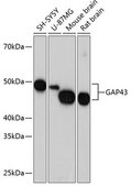 Anti-GAP43 antibody produced in rabbit