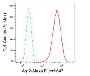 KD-Validated Anti Arg2 Antibody, clone 23GB655, Rabbit Monoclonal clone 23GB655, recombinant rabbit monoclonal, expressed in HEK293 cells