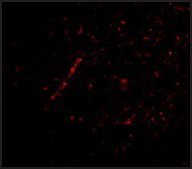 Anti-Nhe-1 (ab1) antibody produced in rabbit affinity isolated antibody, buffered aqueous solution