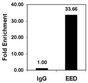 ChIPAb+ EED - ChIP Validated Antibody and Primer Set from mouse