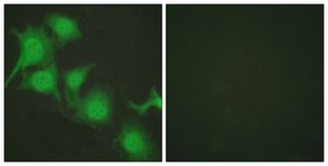 抗-NRF2 兔抗 affinity isolated antibody