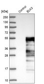 Anti-ELK3 antibody produced in rabbit Prestige Antibodies® Powered by Atlas Antibodies, affinity isolated antibody, buffered aqueous glycerol solution