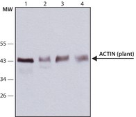 Anti-Actin (plant) antibody, Mouse monoclonal clone 10-B3 (MAbGPa), purified from hybridoma cell culture