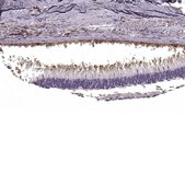 抗-PRPH2 兔抗 Prestige Antibodies® Powered by Atlas Antibodies, affinity isolated antibody, buffered aqueous glycerol solution