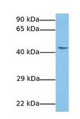 Anti-TGFB3 antibody produced in rabbit affinity isolated antibody