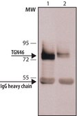 Anti-TGN46 antibody, Mouse monoclonal clone TGN46-52, purified from hybridoma cell culture