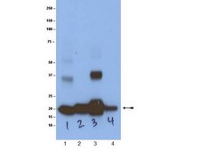 Anti-Ras Antibody, (K-, H-, N-), clone 9A11.2 clone 9A11.2, Upstate®, from mouse