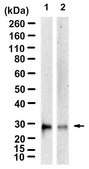 Anti-SOCS-3 Antibody, clone 2N6 ZooMAb® Rabbit Monoclonal recombinant, expressed in HEK 293 cells