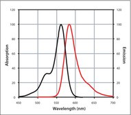 Anti-Rabbit IgG (H+L), CF™ 568 antibody produced in goat ~2 mg/mL, affinity isolated antibody