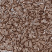 Anti-KANK4 antibody produced in rabbit Prestige Antibodies® Powered by Atlas Antibodies, affinity isolated antibody, buffered aqueous glycerol solution