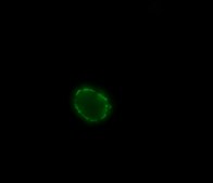Anti-Rat IgG (whole molecule)–FITC antibody produced in rabbit affinity isolated antibody, buffered aqueous solution