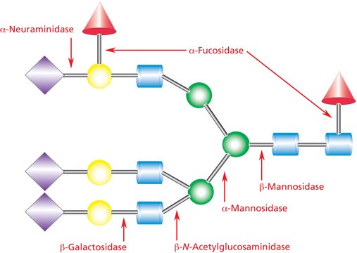 α(2→3,6,8,9) Neuraminidase from Arthrobacter ureafaciens Proteomics Grade, suitable for MALDI-TOF MS