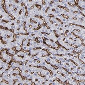 Anti-CD36 antibody produced in rabbit Prestige Antibodies® Powered by Atlas Antibodies, affinity isolated antibody, buffered aqueous glycerol solution