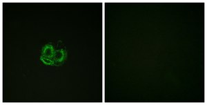 Anti-Actin-pan antibody produced in rabbit affinity isolated antibody