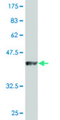 Monoclonal Anti-DUSP3 antibody produced in mouse clone 5B7, purified immunoglobulin, buffered aqueous solution