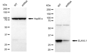 KD-Validated Anti HuR / ELAVL1 Antibody, clone 23GB5815, Rabbit Monoclonal clone 23GB5815, recombinant rabbit monoclonal, expressed in HEK293 cells