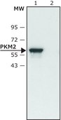 抗-PKM2 （亚型 M1） 兔抗 ~1.5 mg/mL, affinity isolated antibody