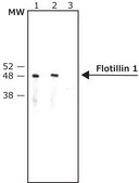 Anti-Flotillin 1 antibody produced in rabbit ~1 mg/mL, affinity isolated antibody, buffered aqueous solution