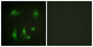 Anti-Survivin antibody produced in rabbit affinity isolated antibody