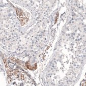 Monoclonal Anti-THSD7A antibody produced in mouse Prestige Antibodies® Powered by Atlas Antibodies, clone CL3778, purified immunoglobulin, buffered aqueous glycerol solution