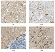 抗-pan-AMPA受体（GluR1-4），克隆2D8抗体 clone 2D8, from mouse