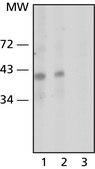 Anti-Nanog antibody, Mouse monoclonal clone NNG-811, purified from hybridoma cell culture