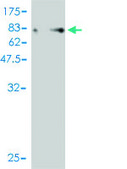Monoclonal Anti-YES1 antibody produced in mouse clone 2F4, purified immunoglobulin, buffered aqueous solution