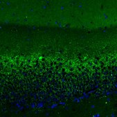 Monoclonal Anti-VGLUT2 antibody produced in mouse Prestige Antibodies® Powered by Atlas Antibodies, clone CL2921, purified immunoglobulin, buffered aqueous glycerol solution