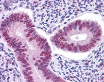 Anti-STAT3 antibody produced in rabbit affinity isolated antibody