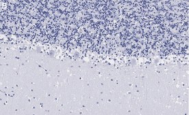Anti-Parvalbumin Antibody, clone 4G3 , ZooMAb® Rabbit Monoclonal recombinant, expressed in HEK 293 cells