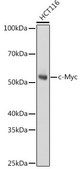 Anti- c-Myc antibody produced in rabbit