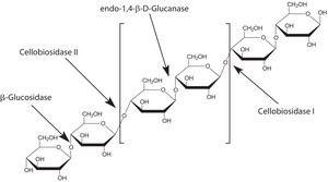 Driselase™ Basidiomycetes sp. BioReagent, suitable for plant cell culture