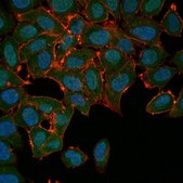 Anti-Actin Antibody, Alexa Fluor™ 488 Conjugate from rabbit, ALEXA FLUOR™ 488