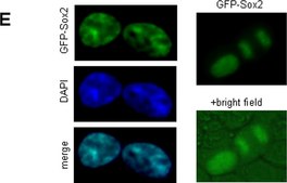 抗Sox2抗体 Chemicon®, from rabbit