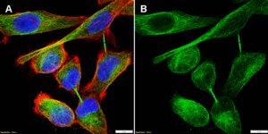 Anti-ARP3 Antibody, clone 1C7 ZooMAb® Rabbit Monoclonal recombinant, expressed in HEK 293 cells
