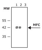Anti-Mouse IgG (Fc specific)–Peroxidase antibody produced in goat affinity isolated antibody