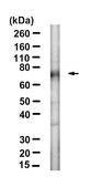 Anti-ST2/IL-33R Antibody, clone RMST-2 ZooMAb® Rat Monoclonal recombinant, expressed in HEK 293 cells