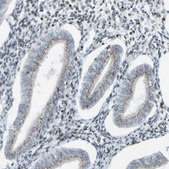 Anti-EVC antibody produced in rabbit Prestige Antibodies® Powered by Atlas Antibodies, affinity isolated antibody, buffered aqueous glycerol solution