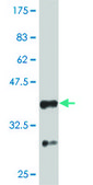Monoclonal Anti-PTEN antibody produced in mouse clone 3E7, purified immunoglobulin, buffered aqueous solution