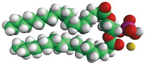 18:0 PA Avanti Research™ - A Croda Brand