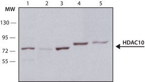 Anti-Histone Deacetylase 10 (HDAC10) antibody produced in rabbit affinity isolated antibody, buffered aqueous solution