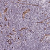 Anti-CD34 antibody produced in rabbit Prestige Antibodies® Powered by Atlas Antibodies, affinity isolated antibody, buffered aqueous glycerol solution