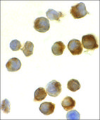 Anti-Caspase-8 antibody produced in rabbit affinity isolated antibody, buffered aqueous solution