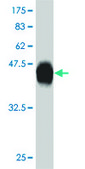 ANTI-HMGB2 antibody produced in mouse clone 3D2, purified immunoglobulin, buffered aqueous solution