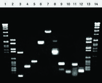 Titan One Tube RT-PCR System sufficient for 100 reactions, kit of 1 (4 components), suitable for RT-PCR, hotstart: no