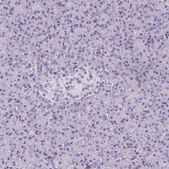 Anti-TLN2 Prestige Antibodies® Powered by Atlas Antibodies, affinity isolated antibody