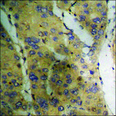 Anti-phospho-PKC ζ (pThr410) antibody produced in rabbit affinity isolated antibody