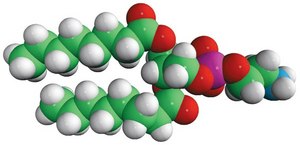 08:0 PE 1,2-dioctanoyl-sn-glycero-3-phosphoethanolamine, powder