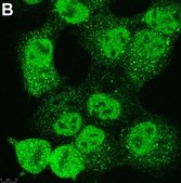 抗-泛素抗体K48特异性抗体，克隆Apu2，ZooMAb®兔单克隆抗体 recombinant, expressed in HEK 293 cells