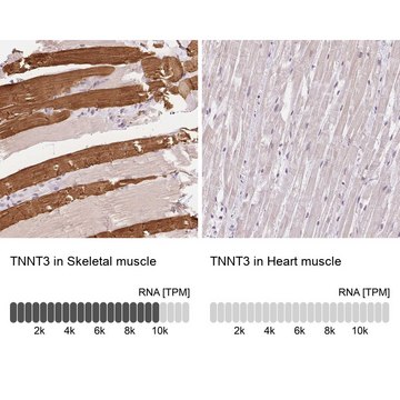 Anti-TNNT3 antibody produced in rabbit Prestige Antibodies® Powered by Atlas Antibodies, affinity isolated antibody, buffered aqueous glycerol solution